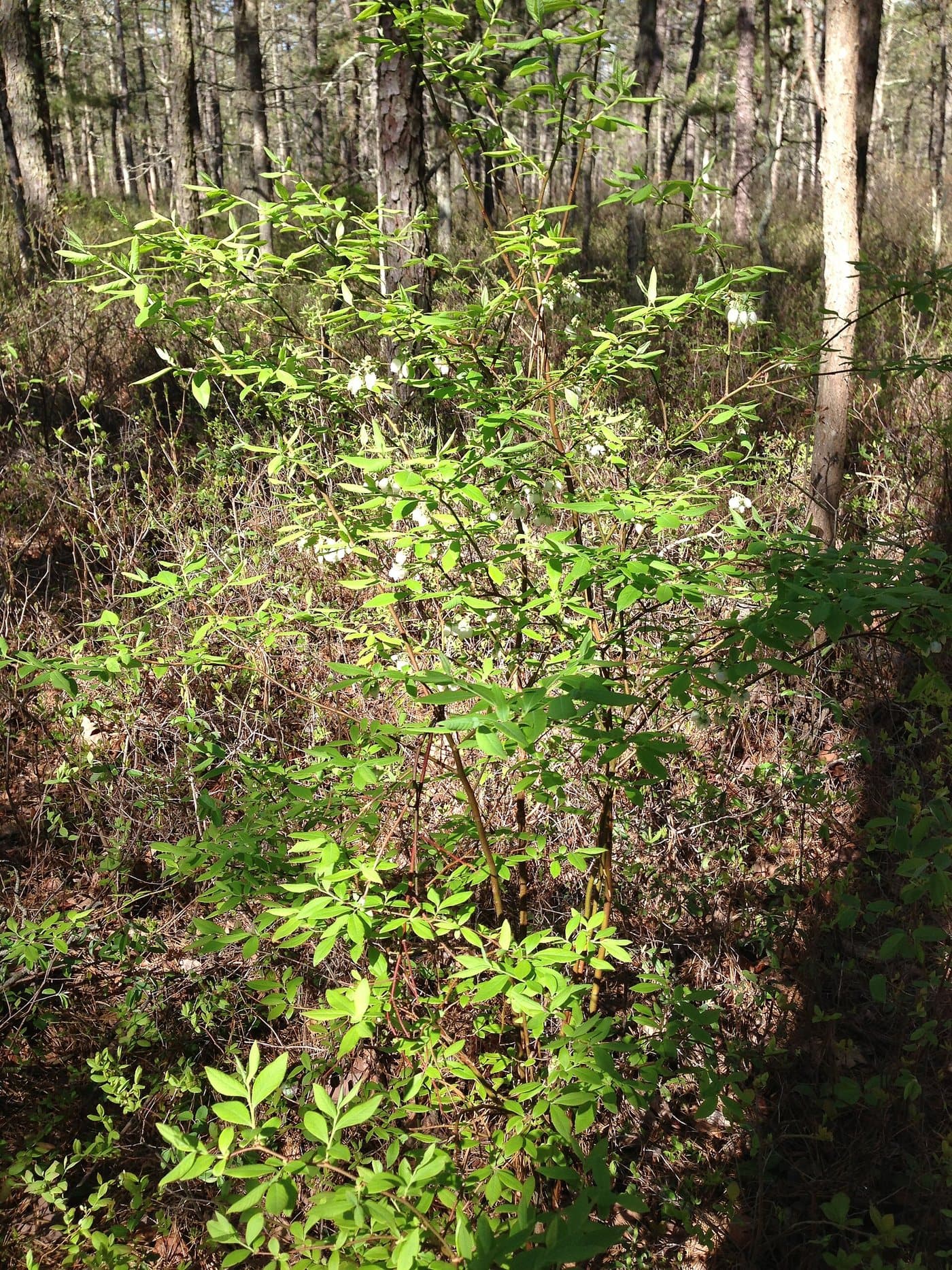 Foto van Blauwe bes (Vaccinium corymbosum)