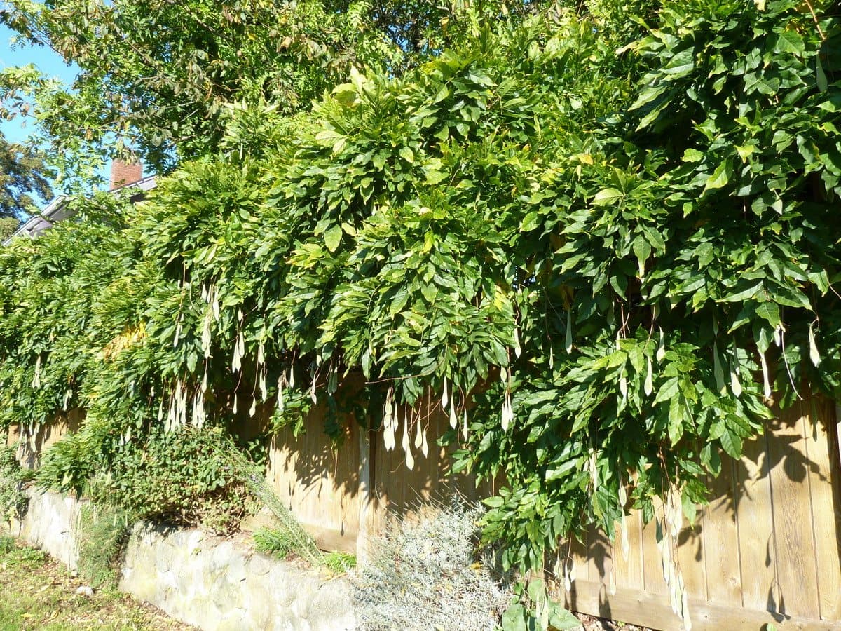 Foto van Blauweregen (Wisteria sinensis)