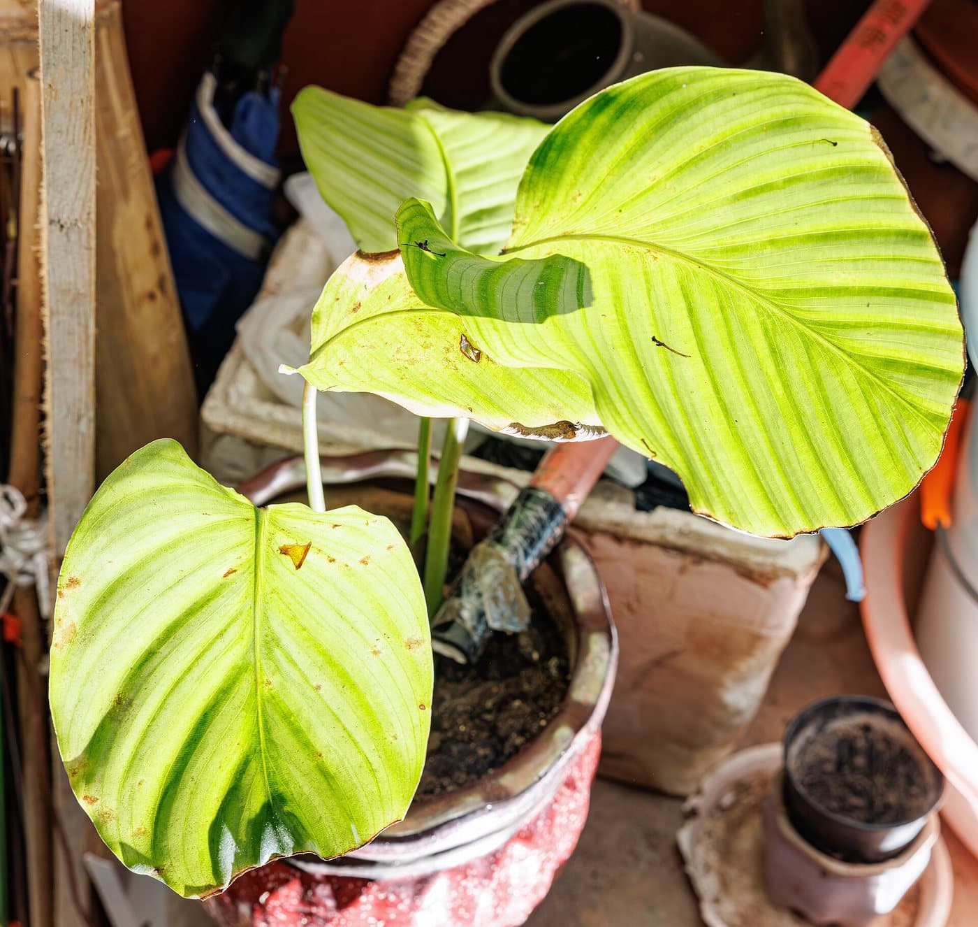 Foto van Calathea (Goeppertia orbifolia)