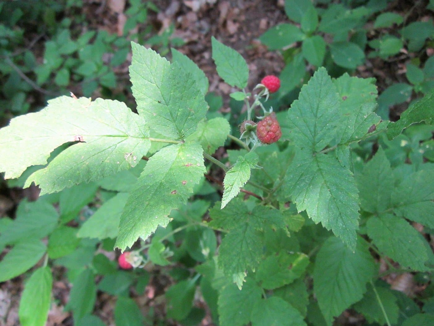 Foto van Framboos (Rubus idaeus)