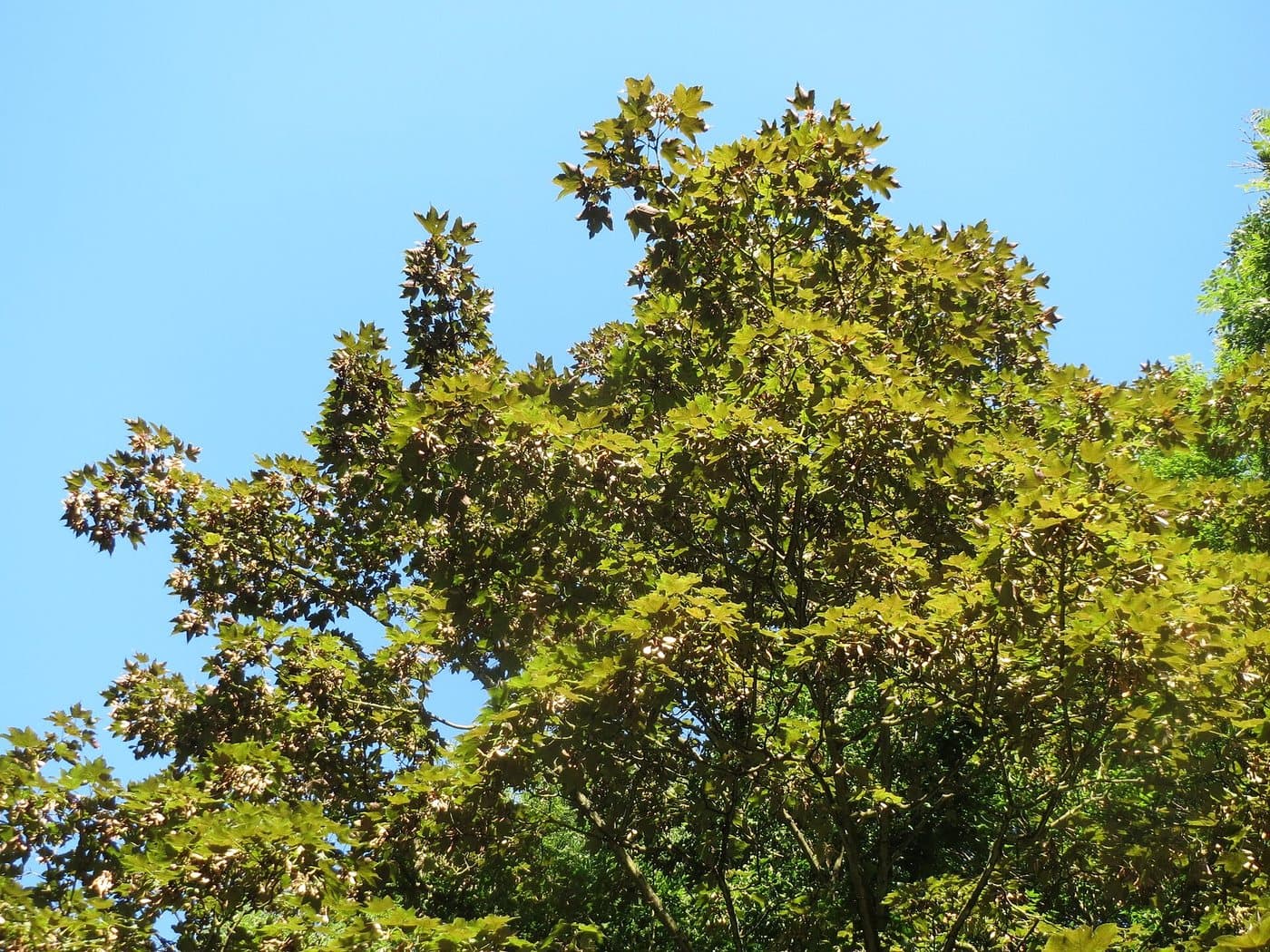 Foto van Gewone esdoorn (Acer pseudoplatanus)