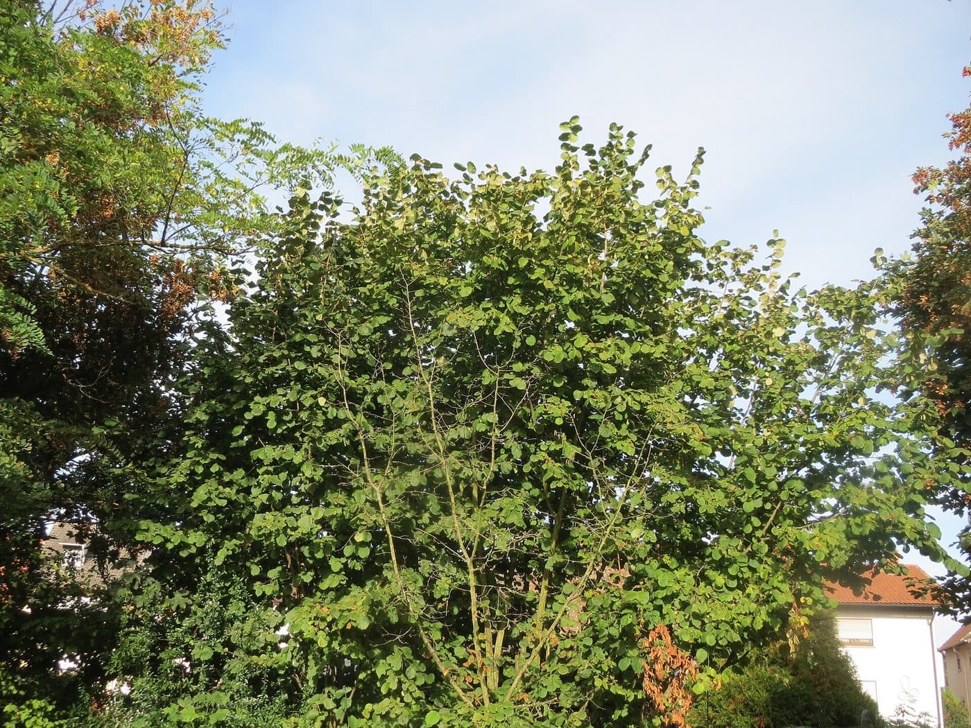 Foto van Hazelaar (Corylus avellana)