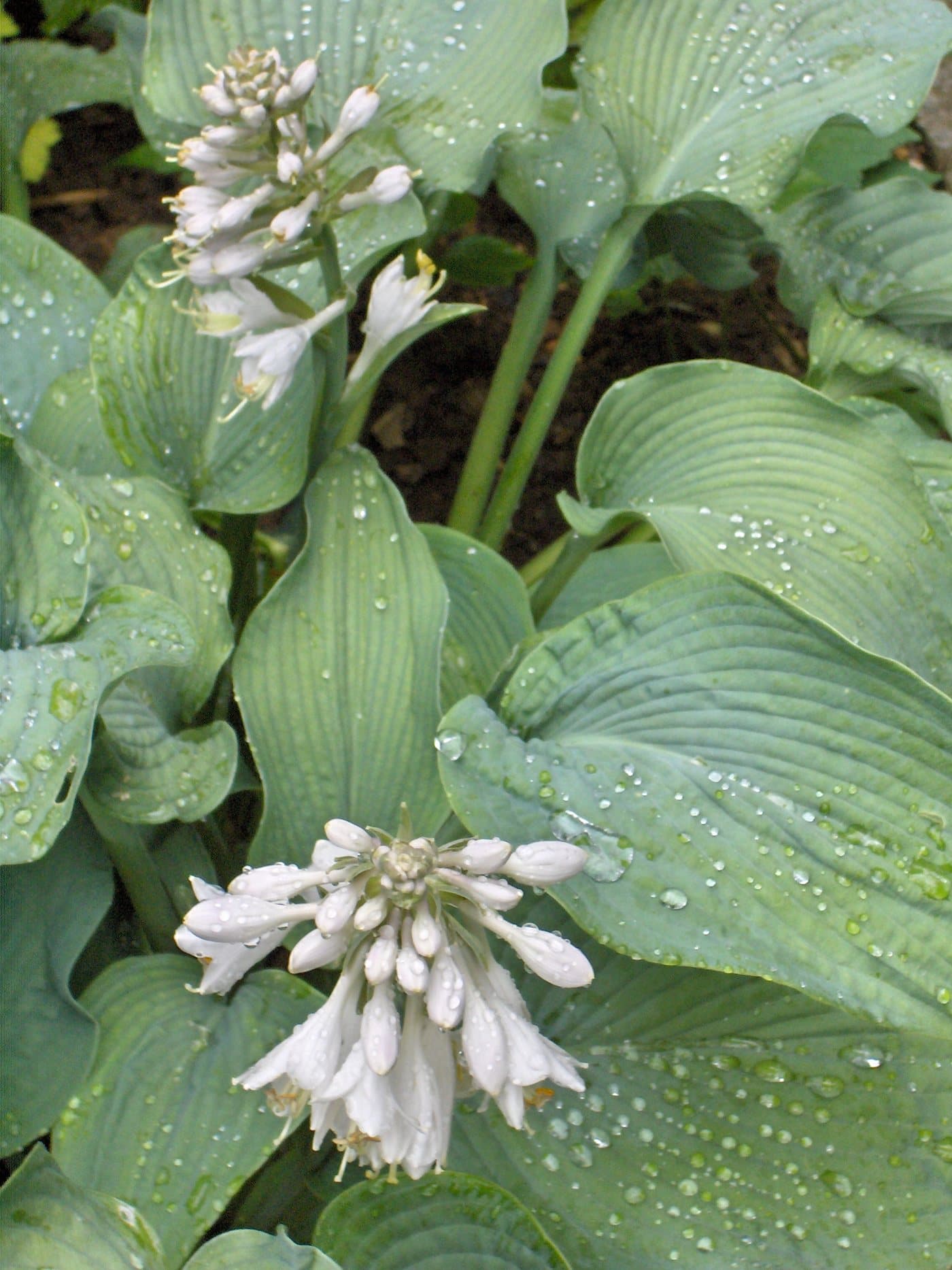 Foto van Hosta (Hosta)