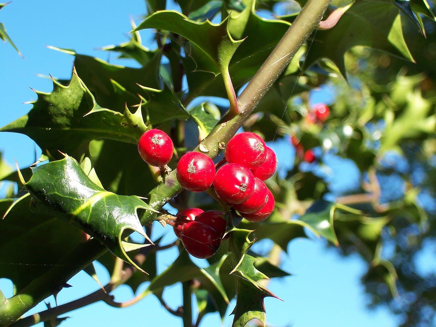 Foto van Hulst (Ilex aquifolium)