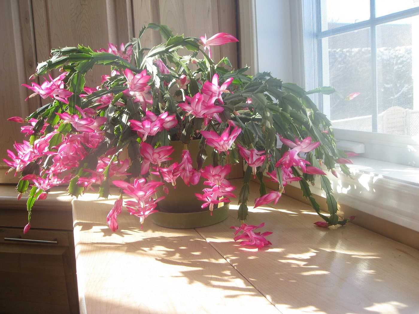 Foto van Kerstcactus (Schlumbergera truncata)