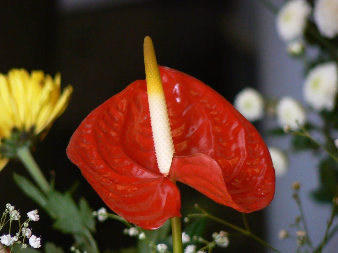 Foto van Lakanthurium (Anthurium andraeanum)