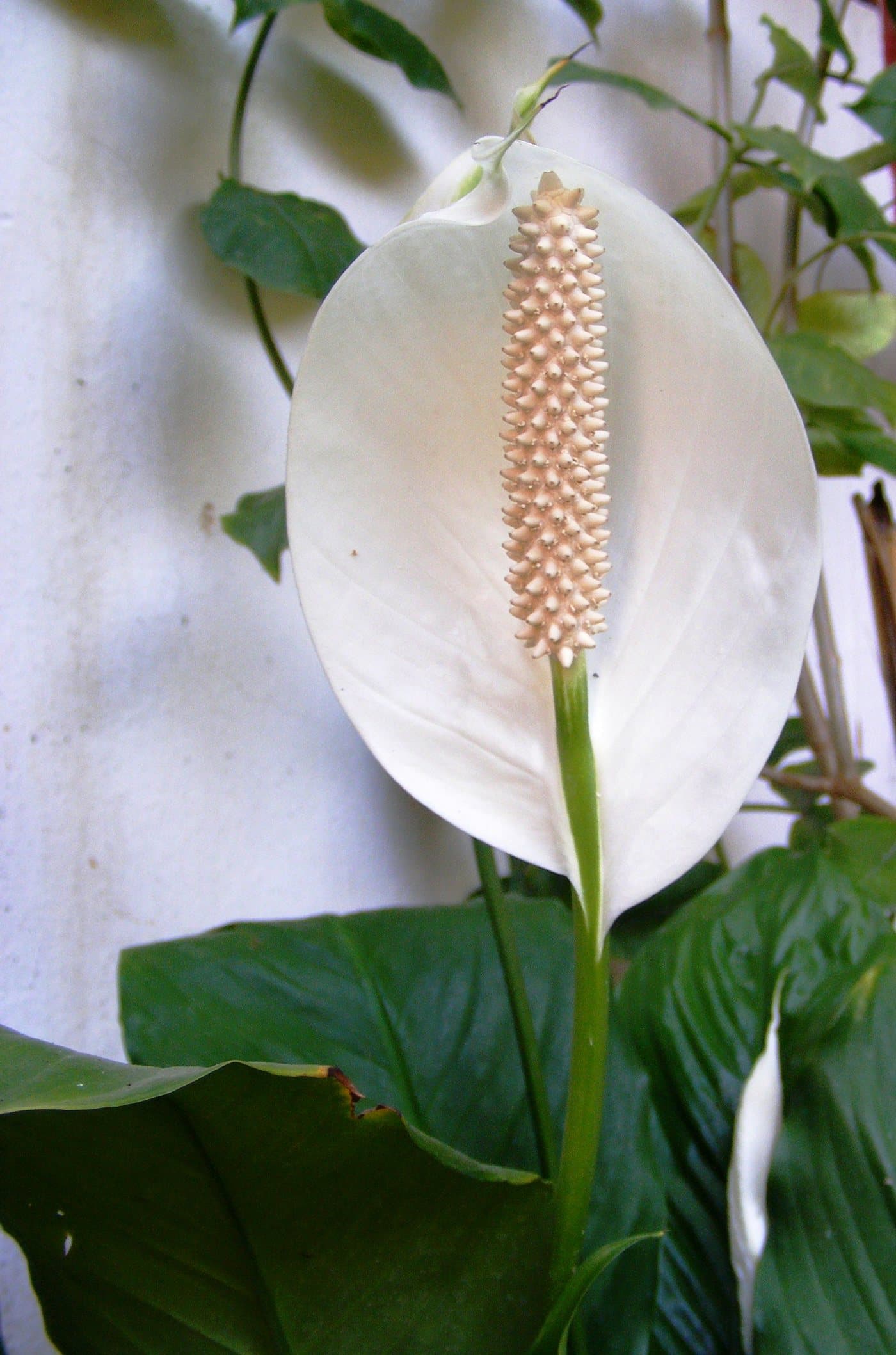 Foto van Lepelplant (Spathiphyllum wallisii)