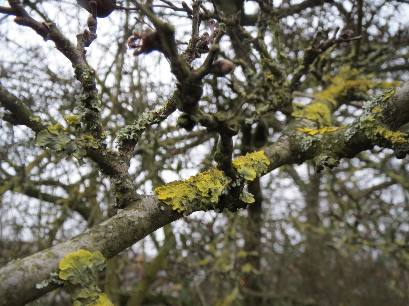 Foto van Eenstijlige meidoorn (Crataegus monogyna)
