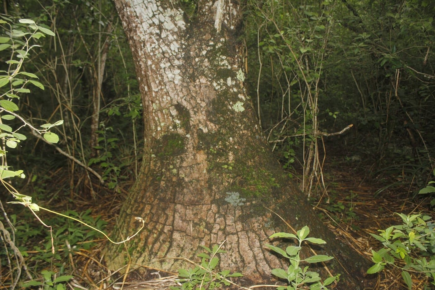 Foto van Olifantspoot (Beaucarnea recurvata)