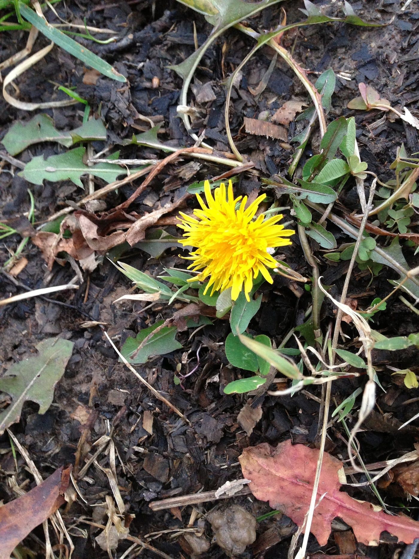 Foto van Paardenbloem (Taraxacum officinale)