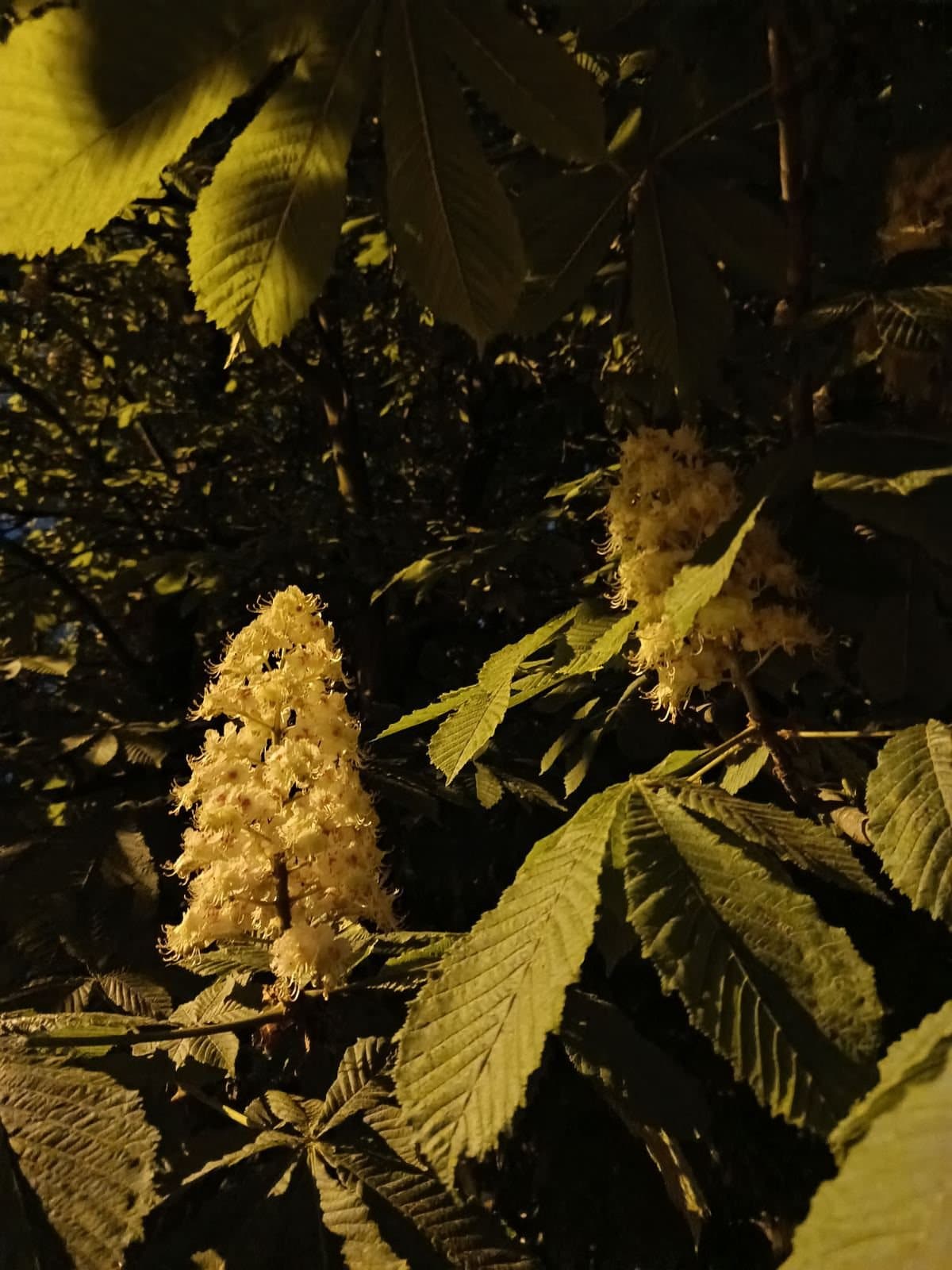 Foto van Witte paardenkastanje (Aesculus hippocastanum)