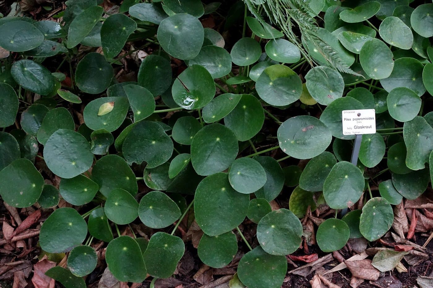 Foto van Pannenkoekenplant (Pilea peperomioides)