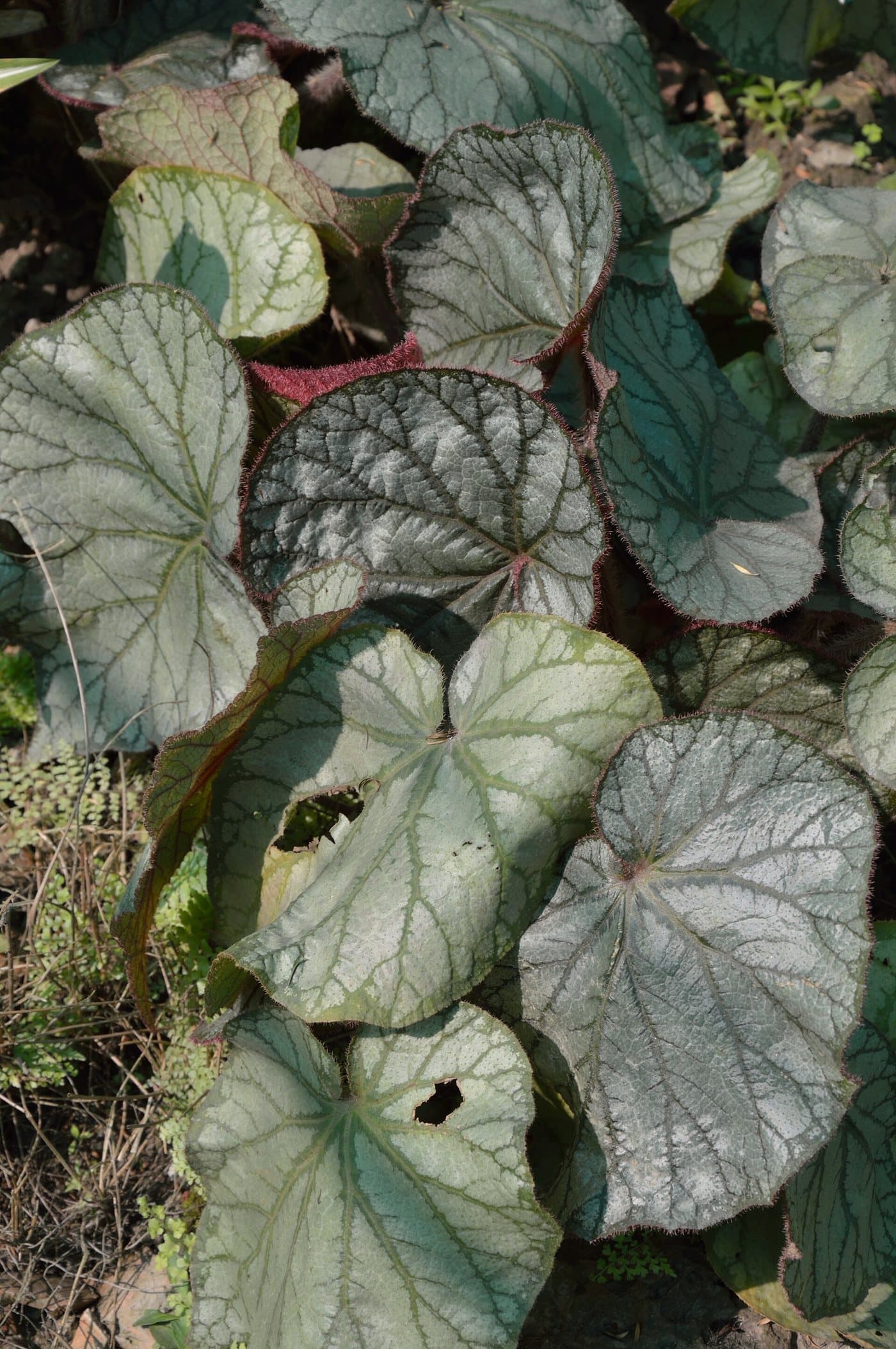 Foto van Rexbegonia (Begonia rex-cultorum)