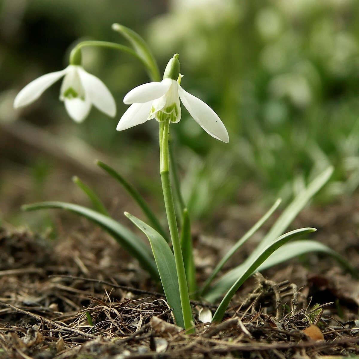 Foto van Gewoon sneeuwklokje (Galanthus nivalis)