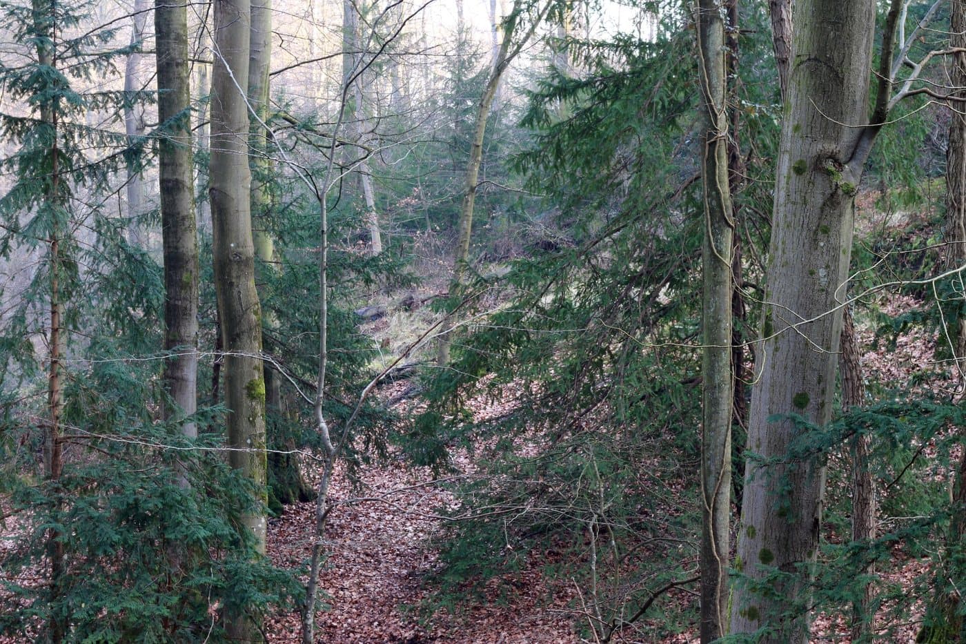 Foto van Taxus (Taxus baccata)