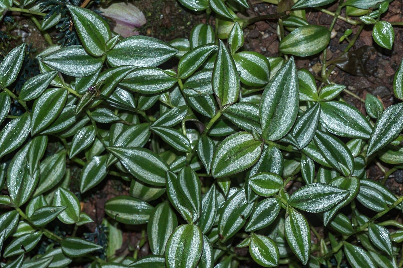 Foto van Vaderplant (Tradescantia zebrina)