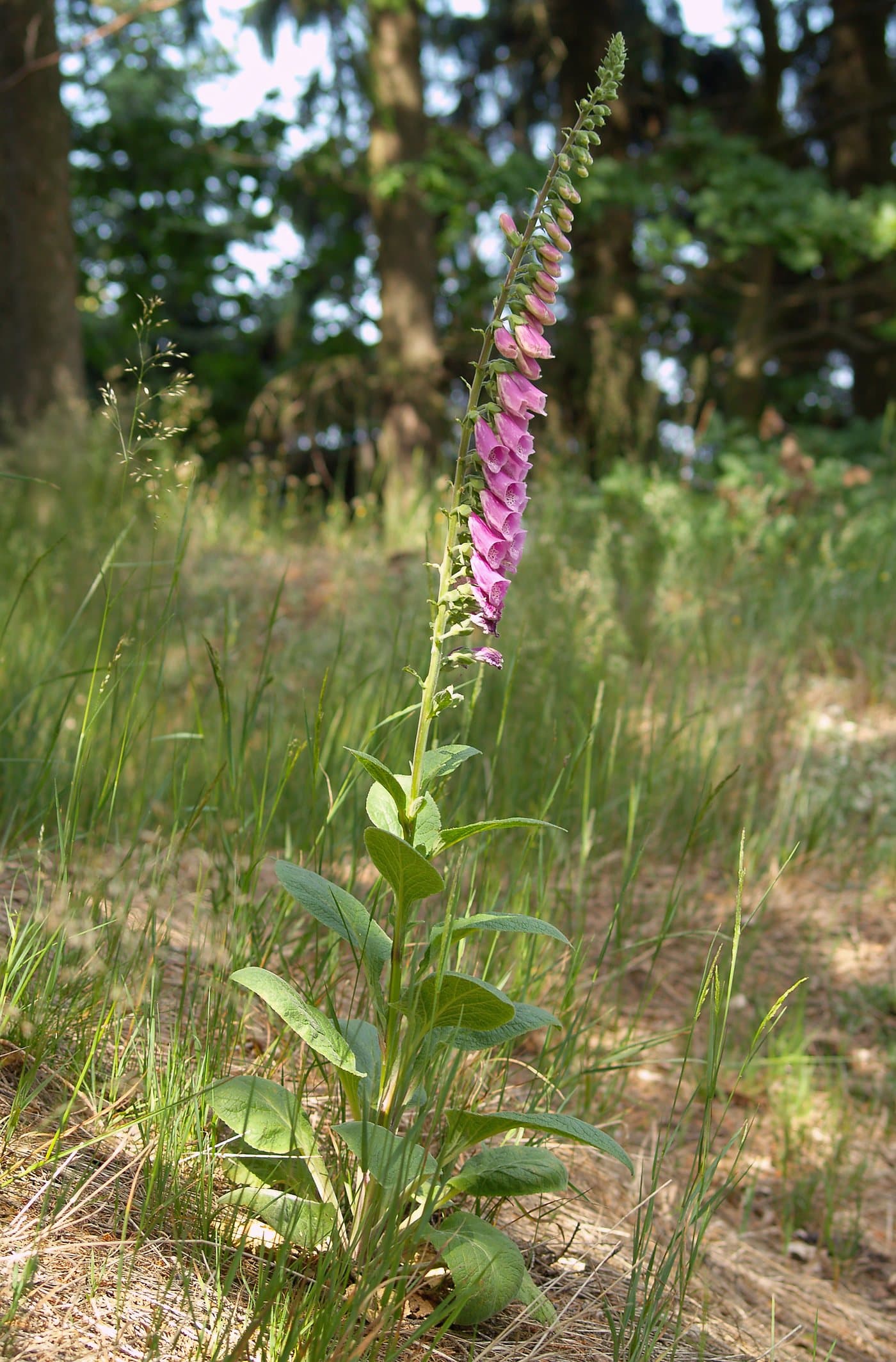 Foto van Vingerhoedskruid (Digitalis purpurea)