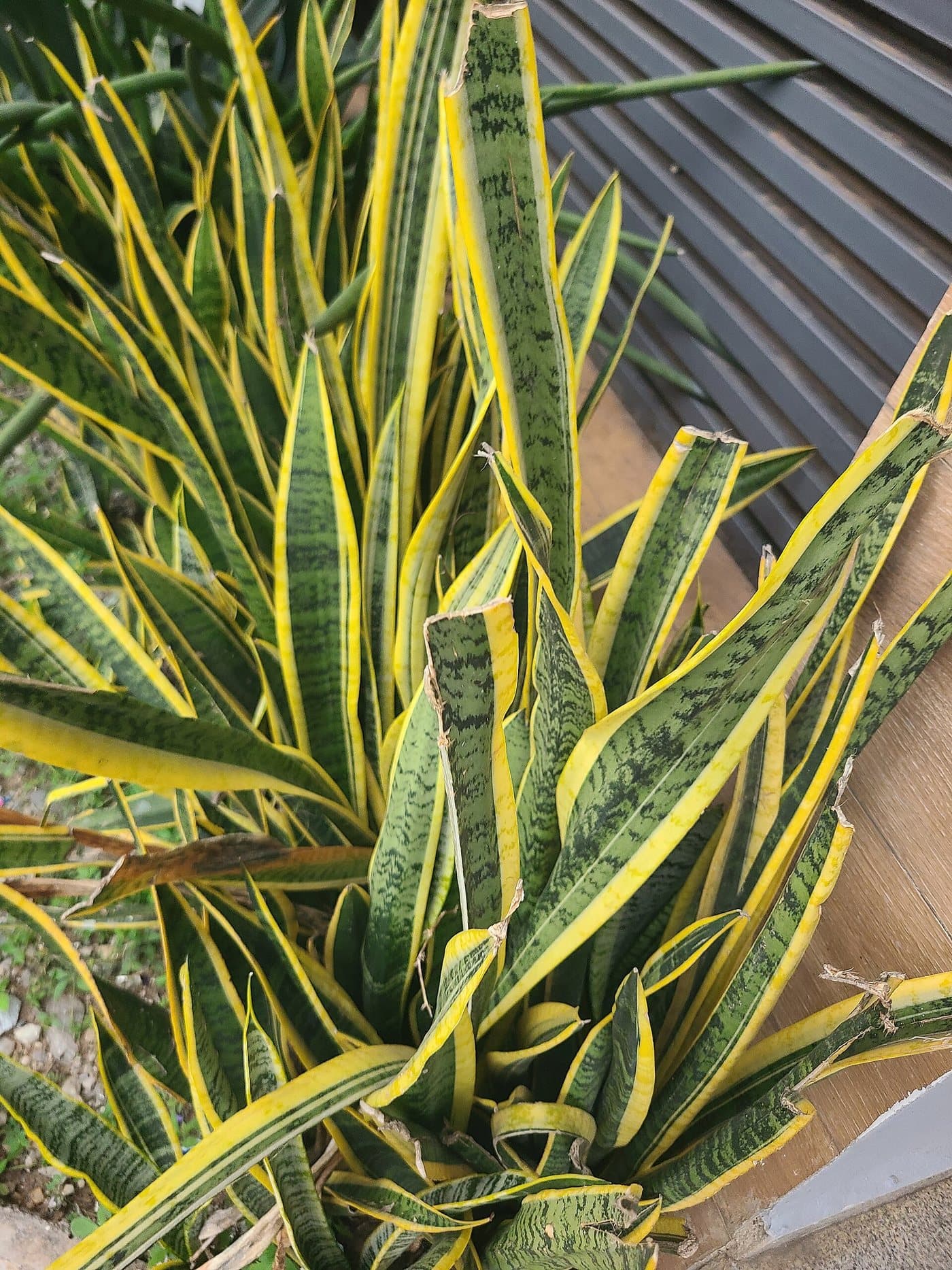 Foto van Vrouwentong (Dracaena trifasciata)