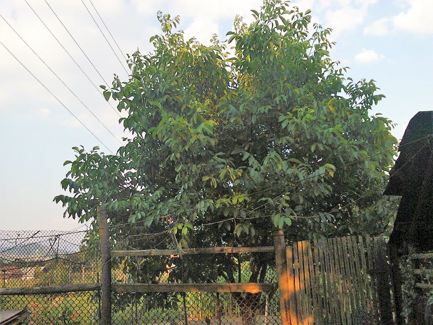 Foto van Walnoot (Juglans regia)