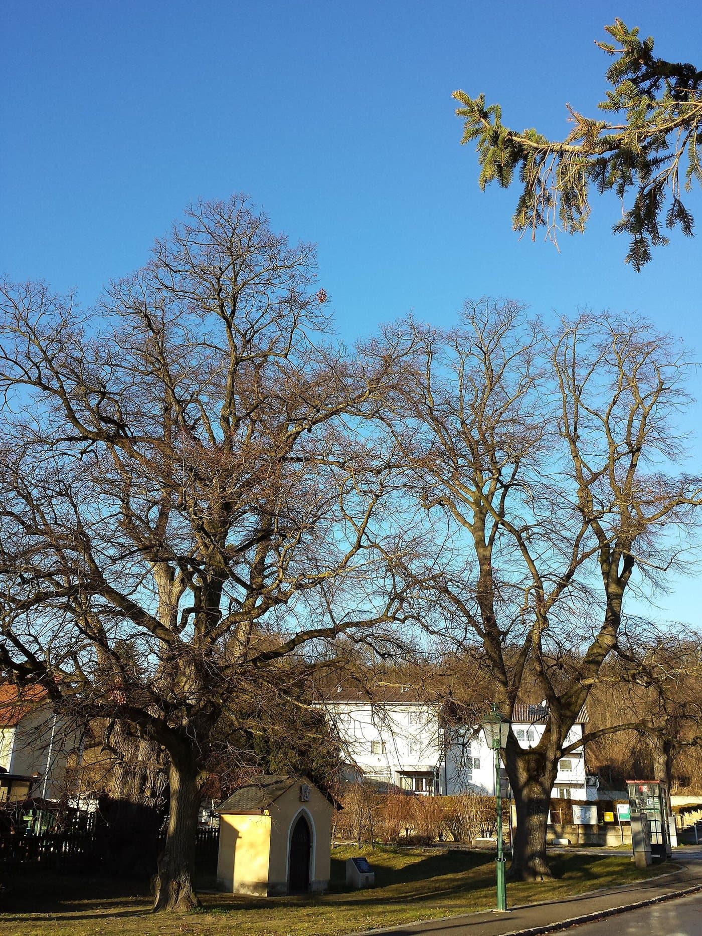 Foto van Winterlinde (Tilia cordata)