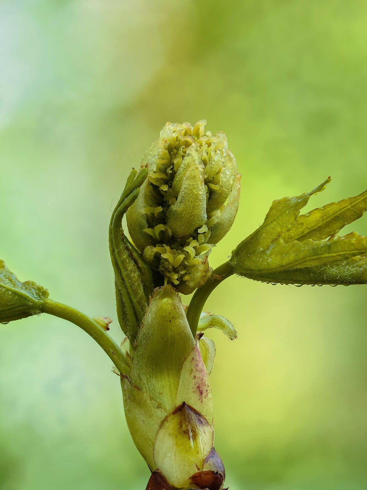 Foto van Amberboom (Liquidambar styraciflua)