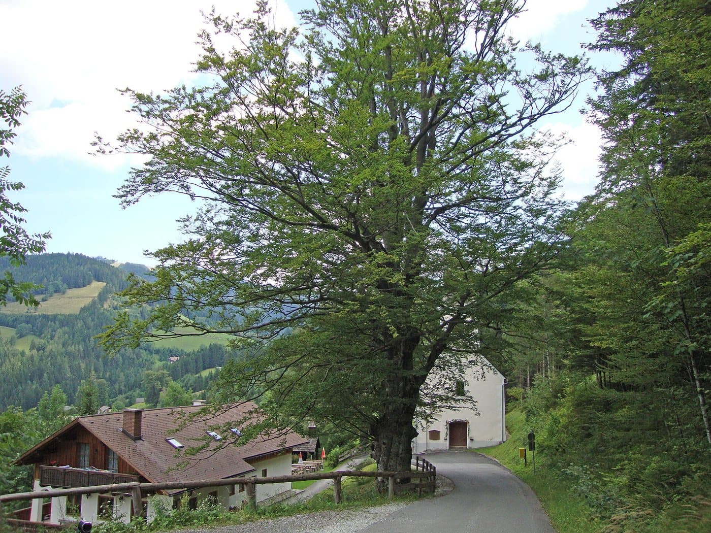 Foto van Beuk (Fagus sylvatica)