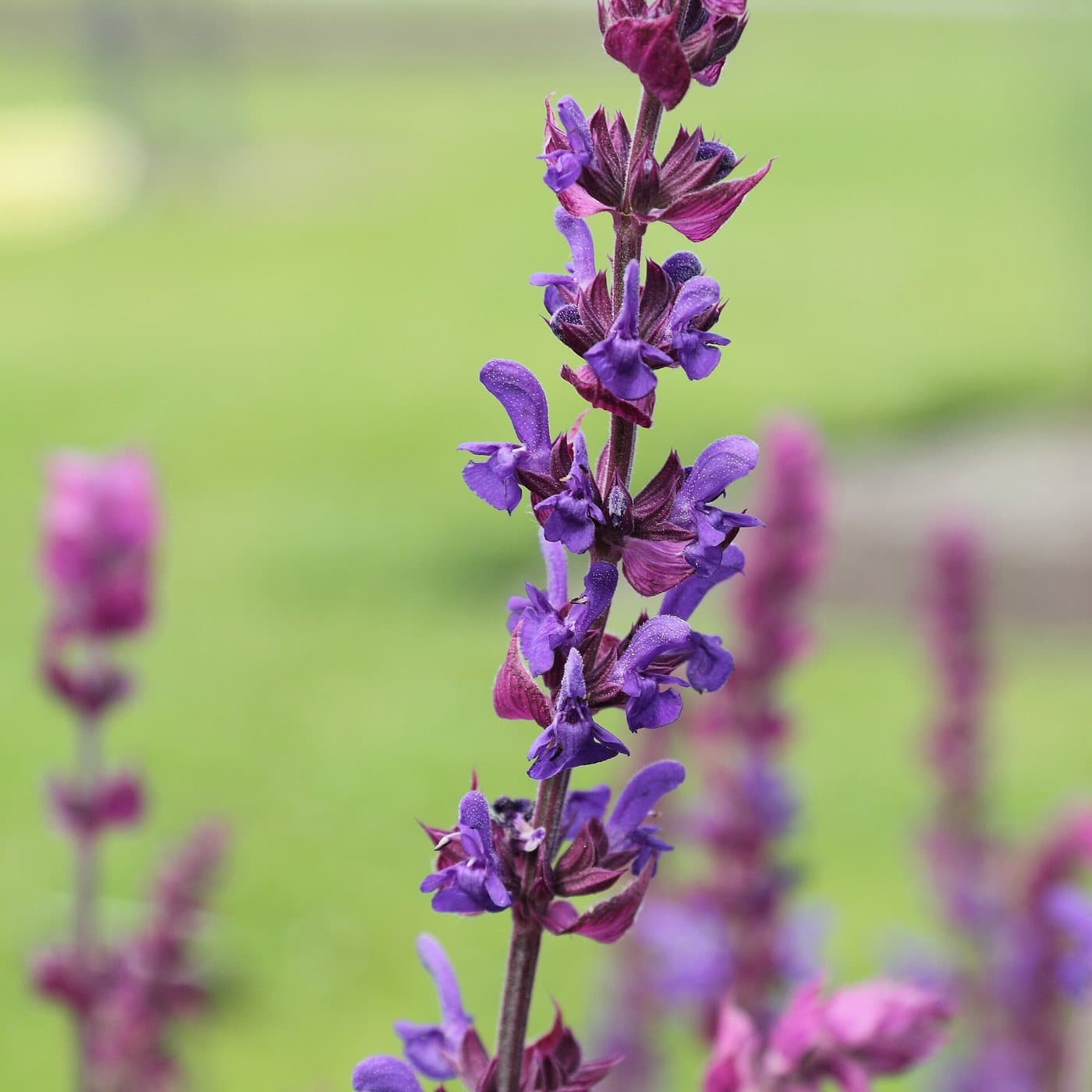 Foto van Bossalie (Salvia nemorosa)