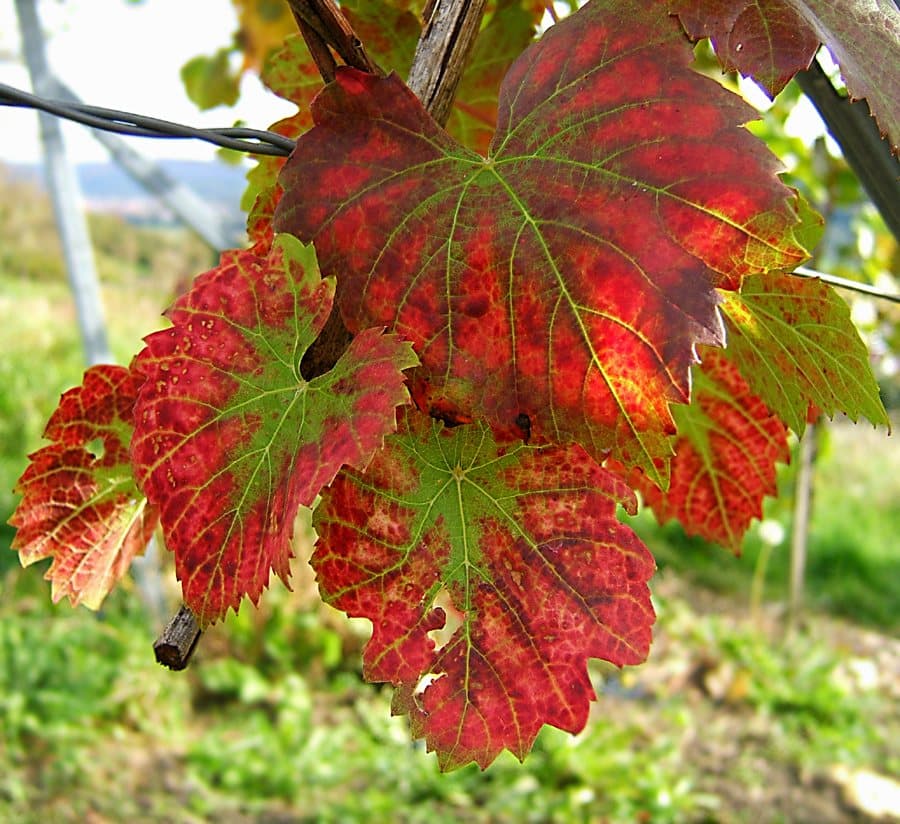 Foto van Druif (Vitis vinifera)
