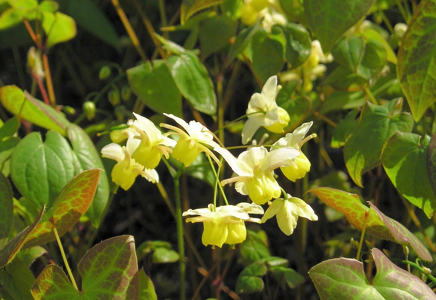 Foto van Elfenbloem (Epimedium)