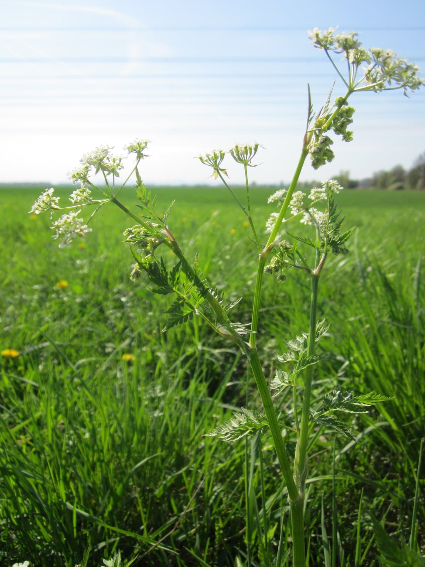 Foto van Fluitenkruid (Anthriscus sylvestris)