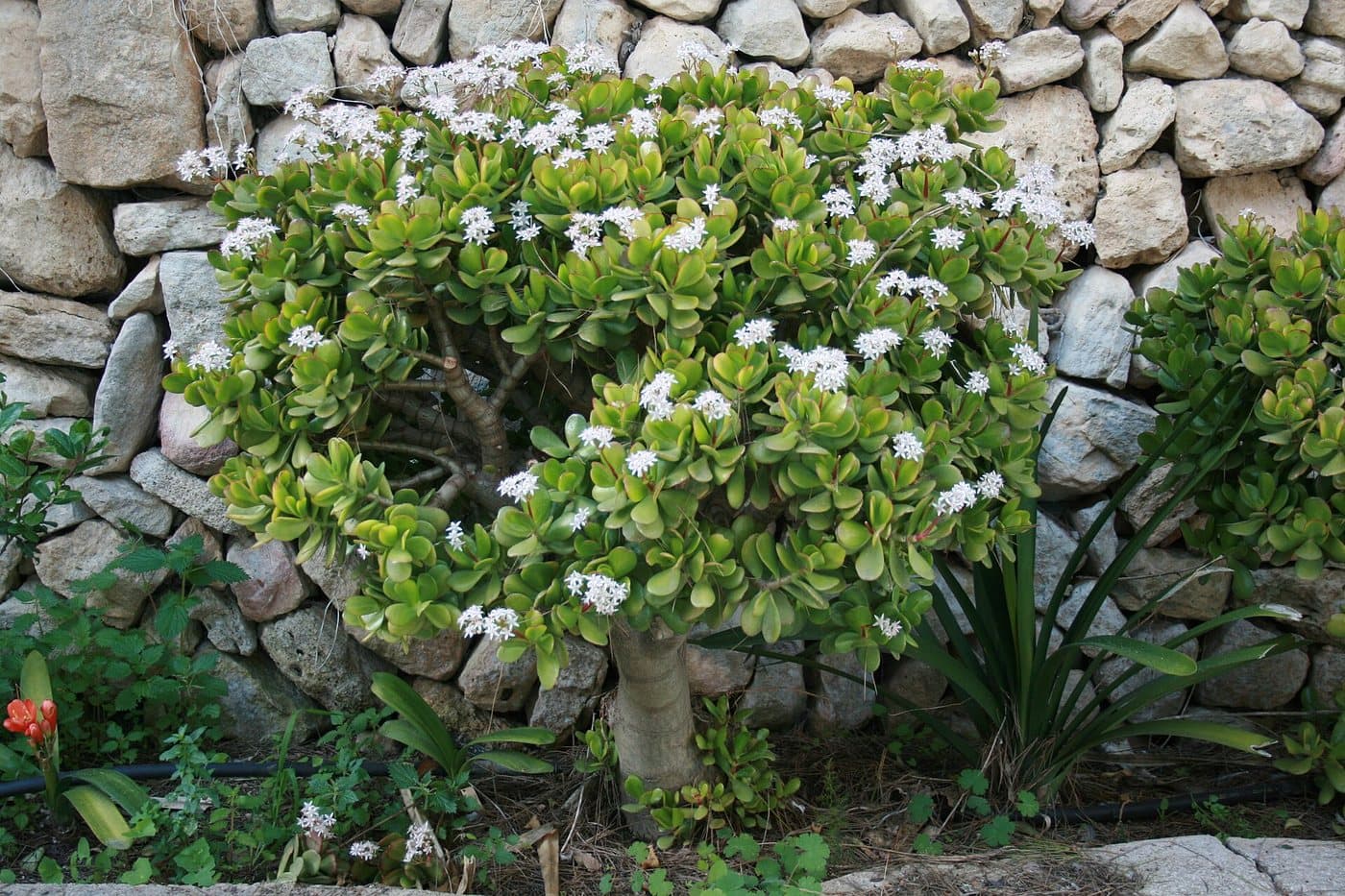 Foto van Geldboom (Crassula ovata)