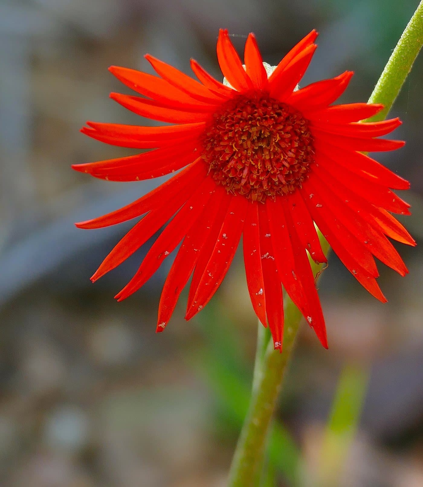Foto van Gerbera (Gerbera jamesonii)