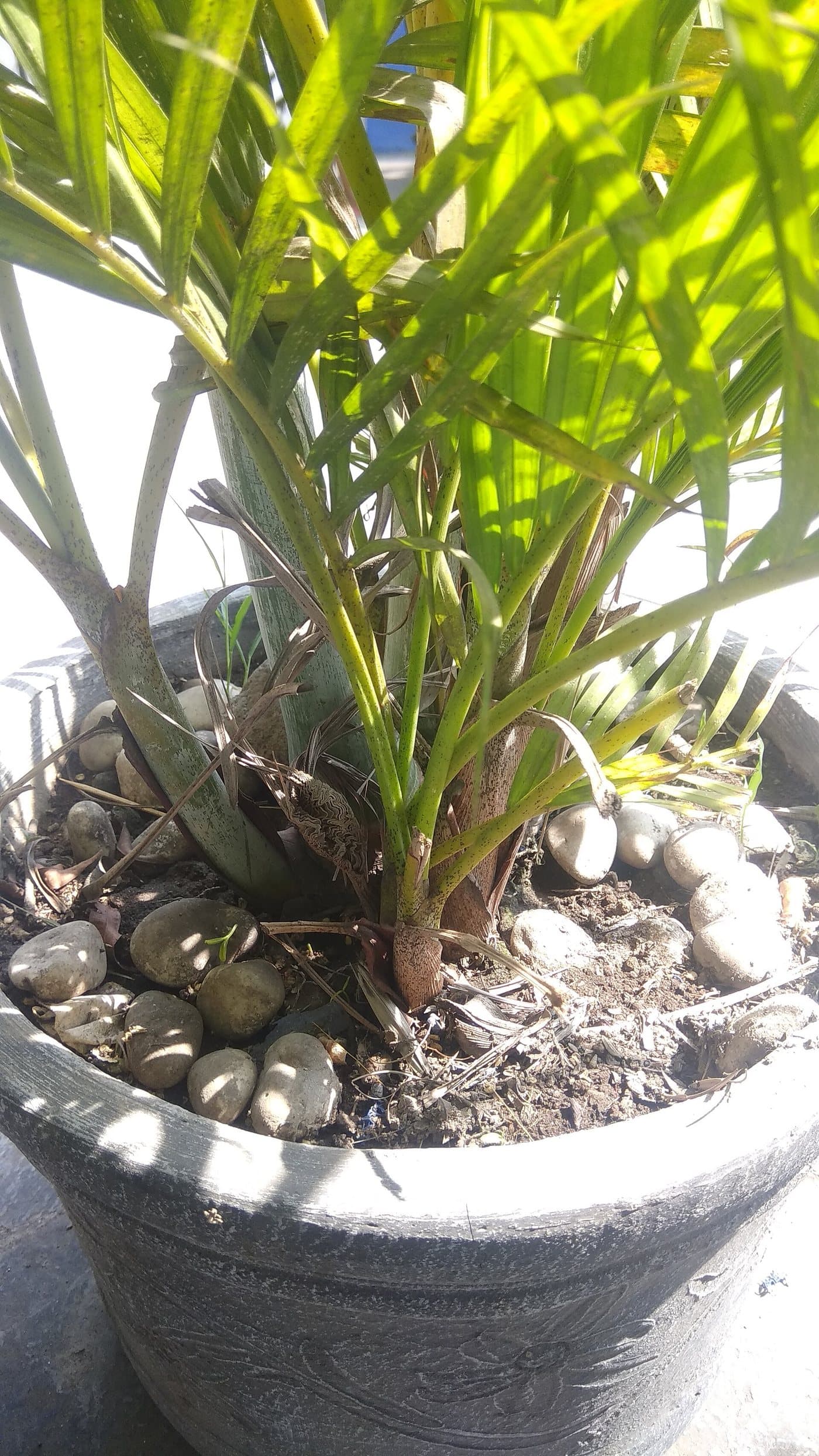 Foto van Goudpalm (Dypsis lutescens)