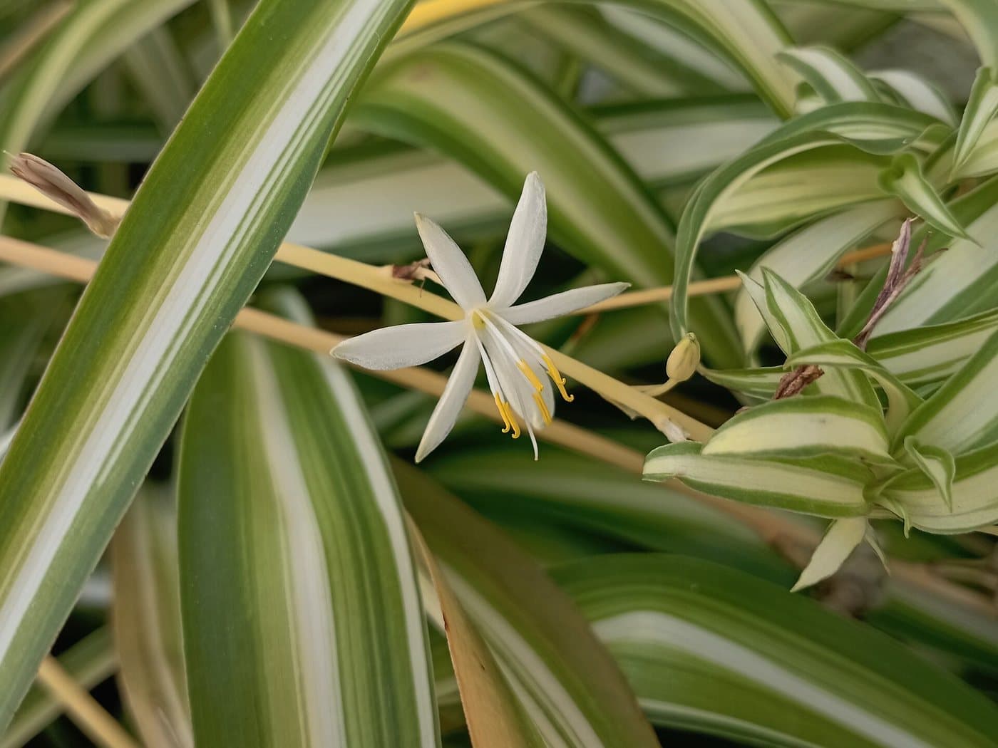 Foto van Graslelie (Chlorophytum comosum)