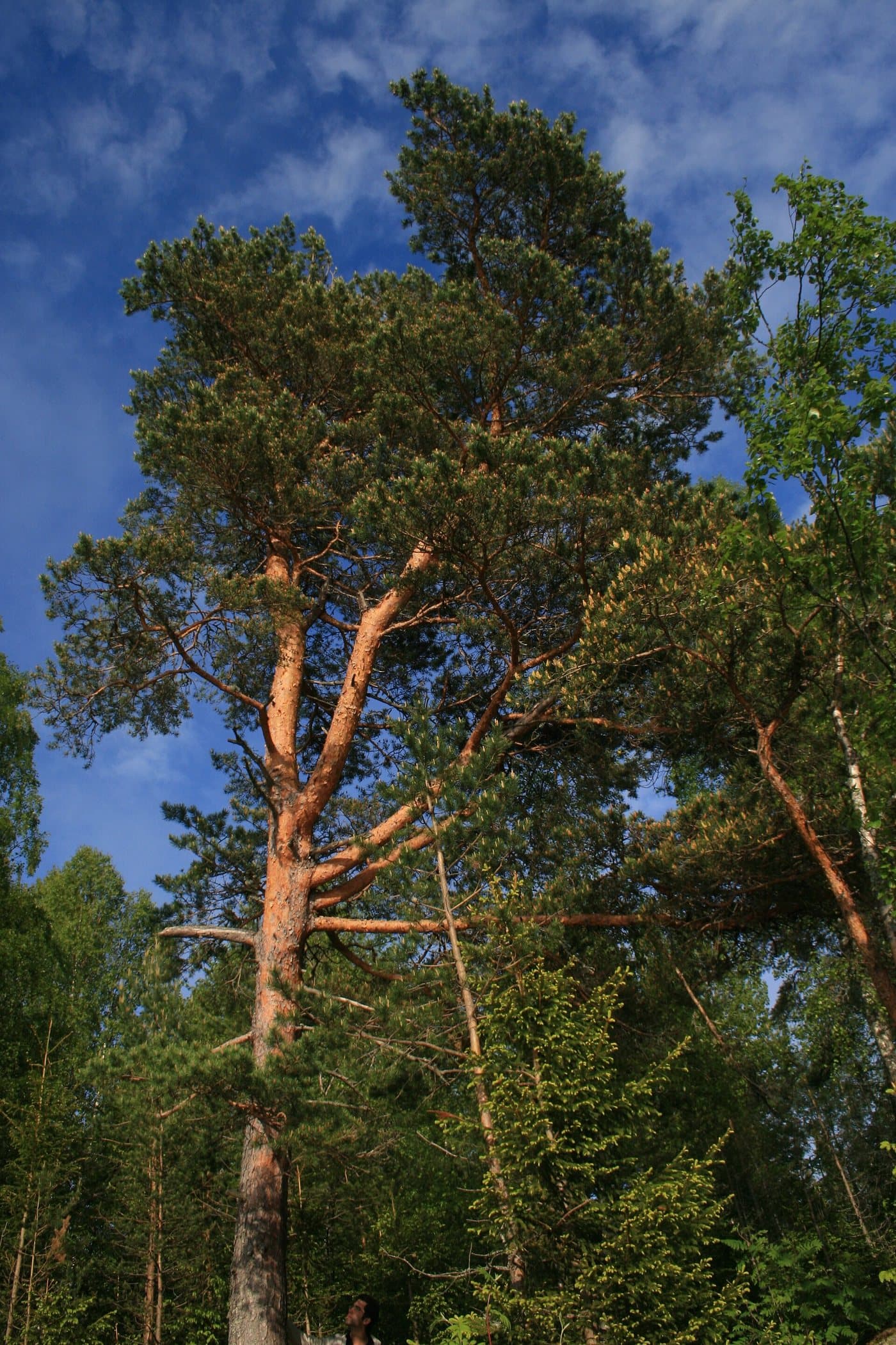 Foto van Grove den (Pinus sylvestris)