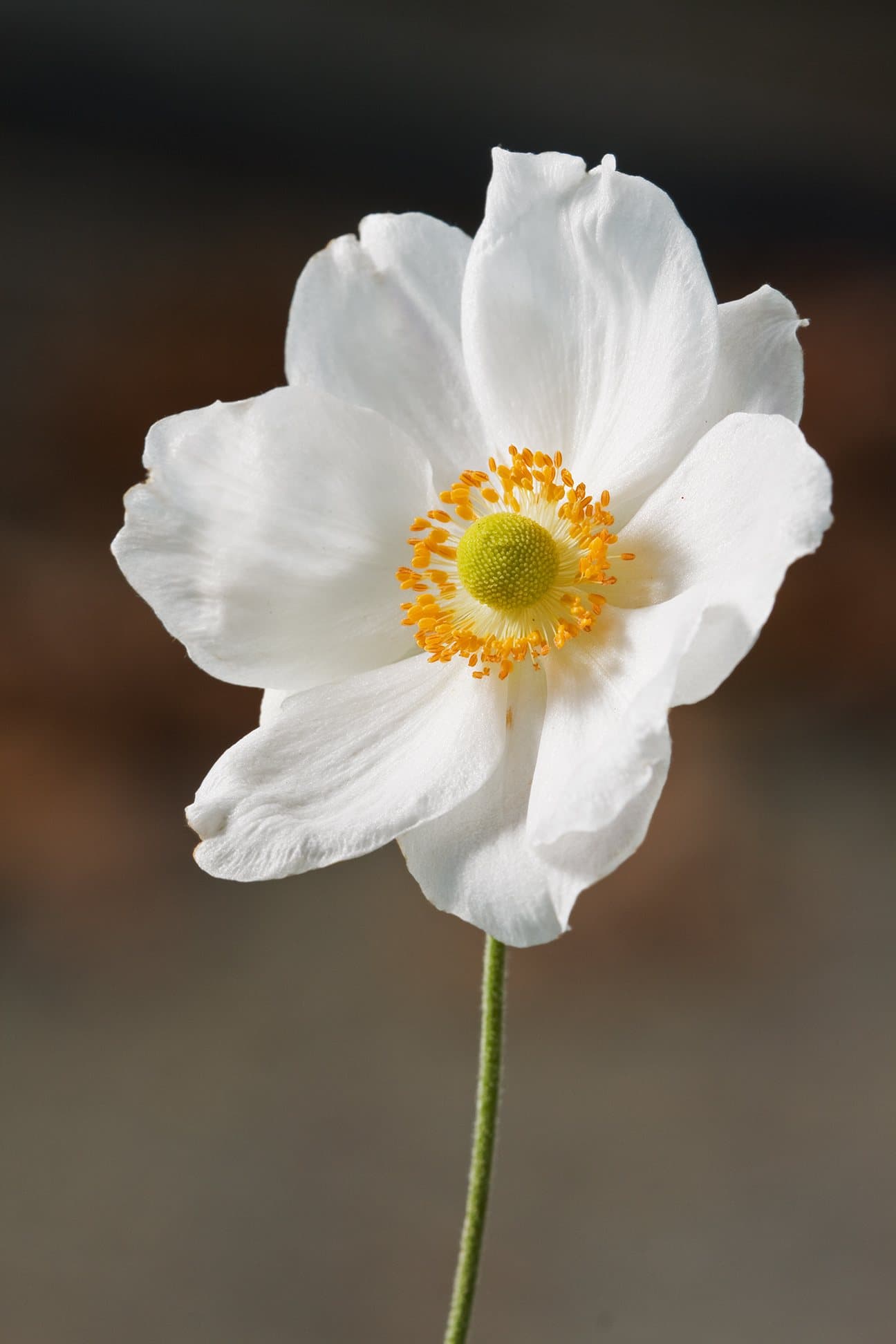Foto van Herfstanemoon (Eriocapitella hupehensis)
