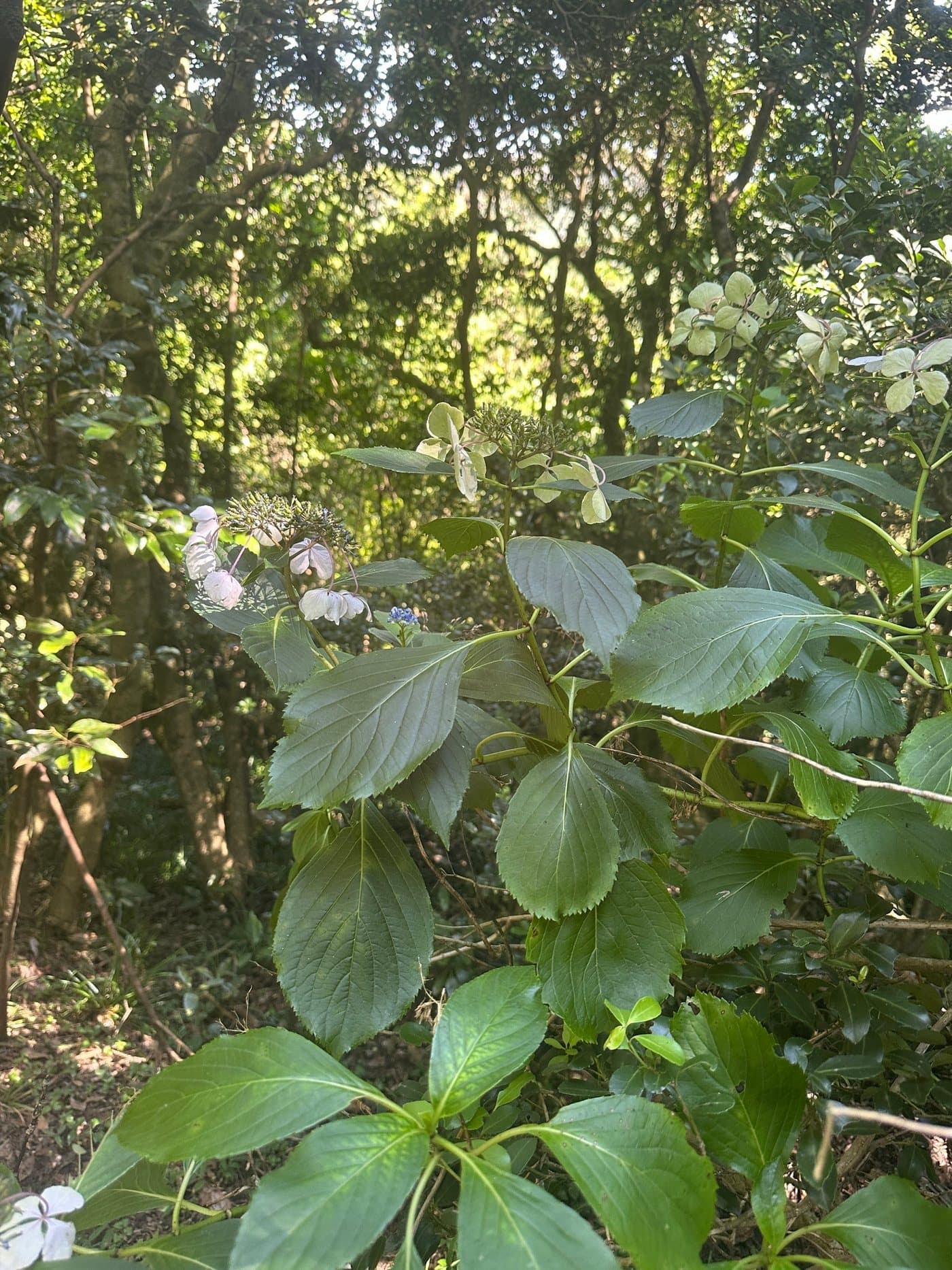 Foto van Hortensia (Hydrangea macrophylla)