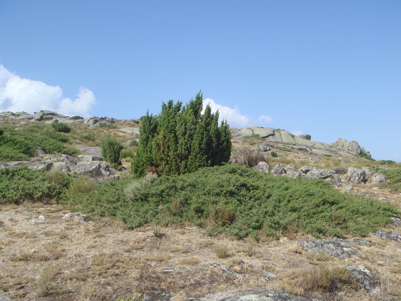 Foto van Jeneverbes (Juniperus communis)