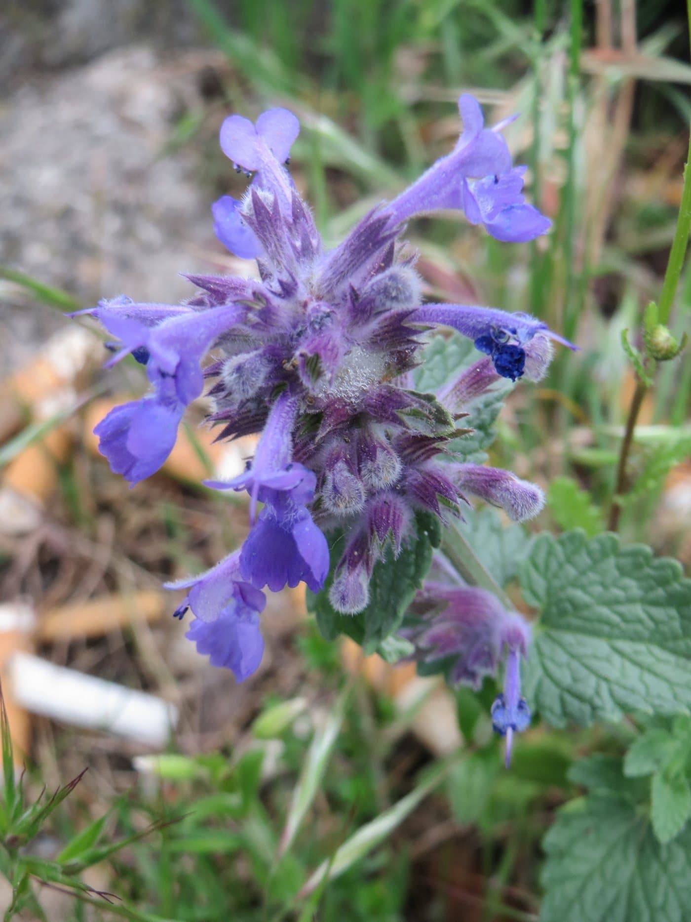 Foto van Kattenkruid (Nepeta racemosa)