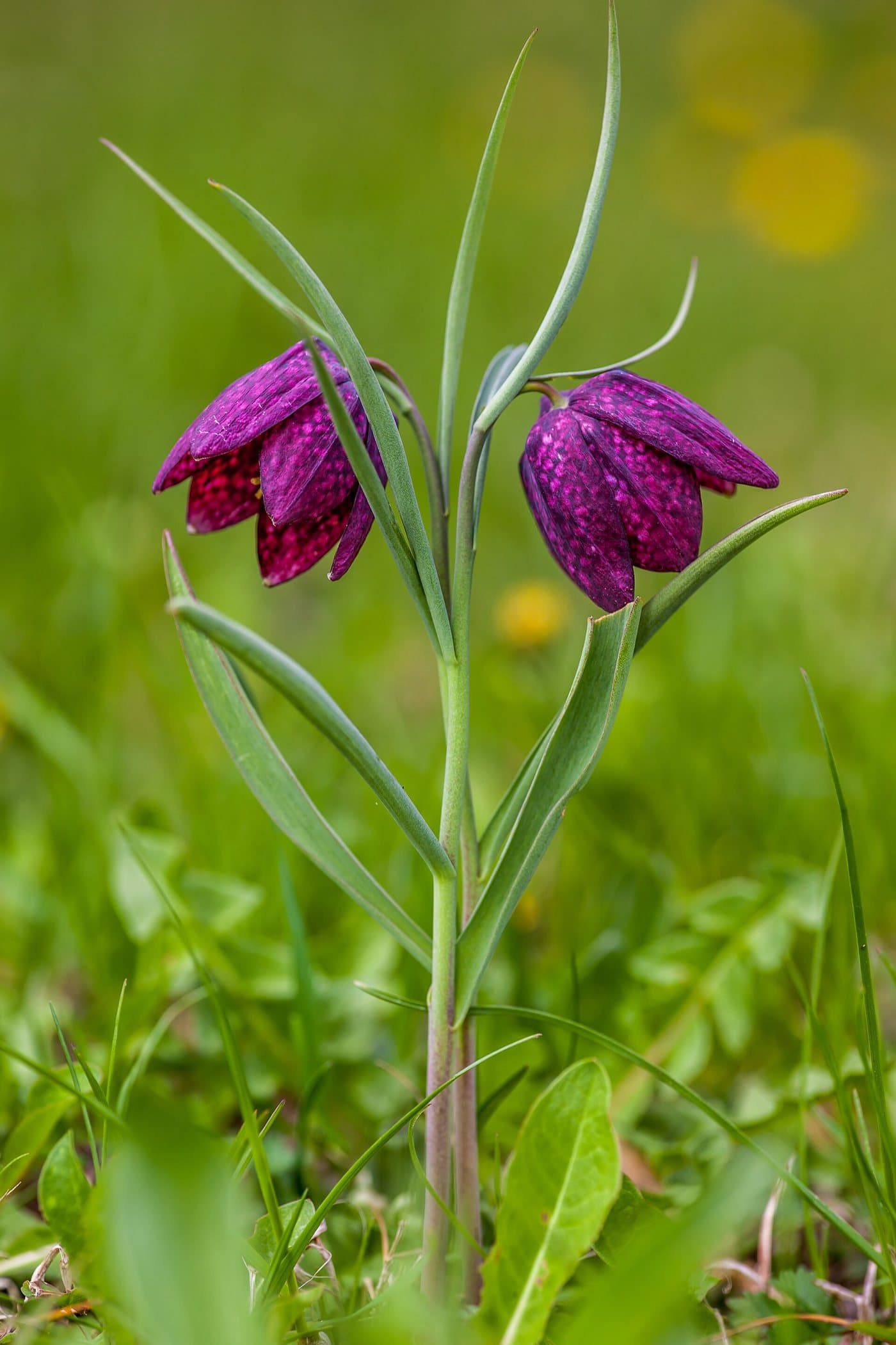 Foto van Kievitsbloem (Fritillaria meleagris)