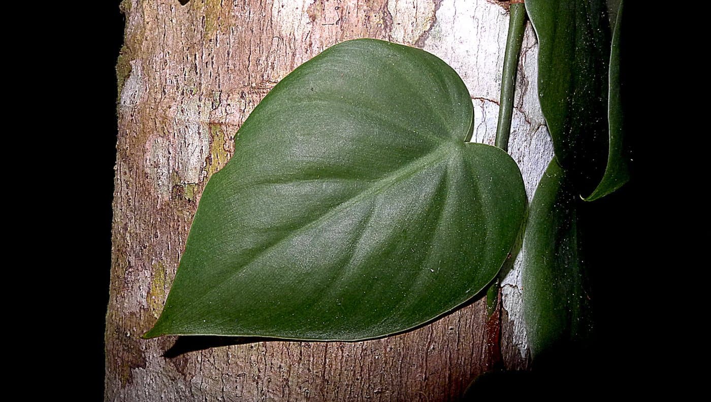 Foto van Klimphilodendron (Philodendron hederaceum)