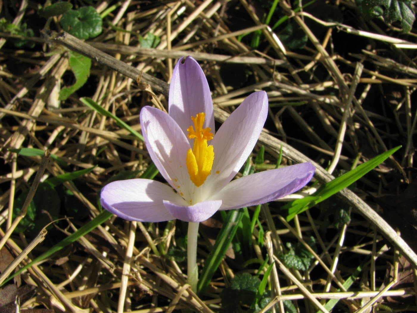 Foto van Boerenkrokus (Crocus tommasinianus)