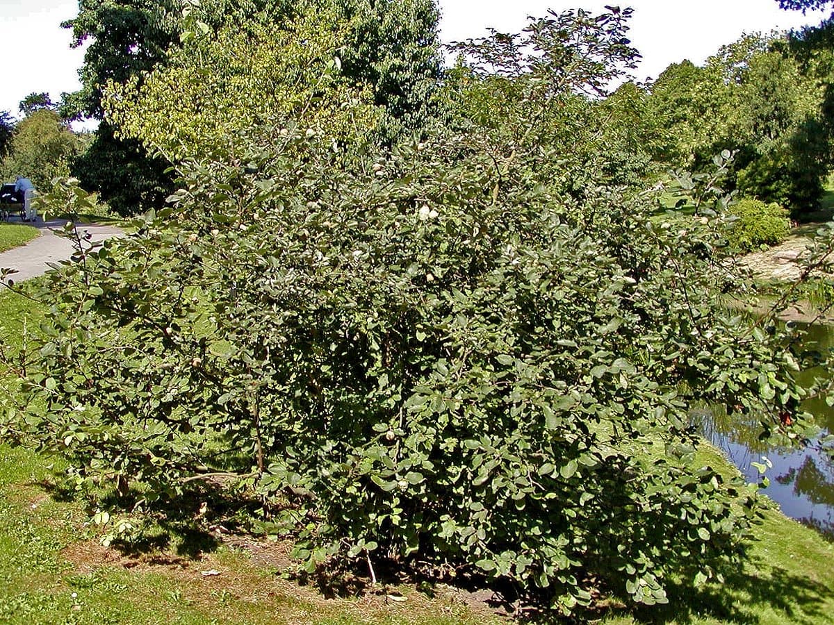 Foto van Kweepeer (Cydonia oblonga)