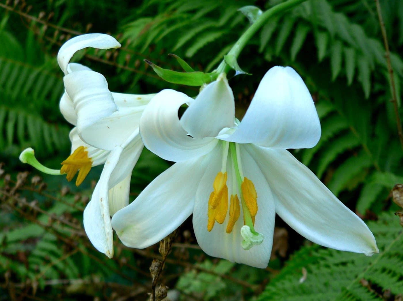 Foto van Lelie (Lilium)