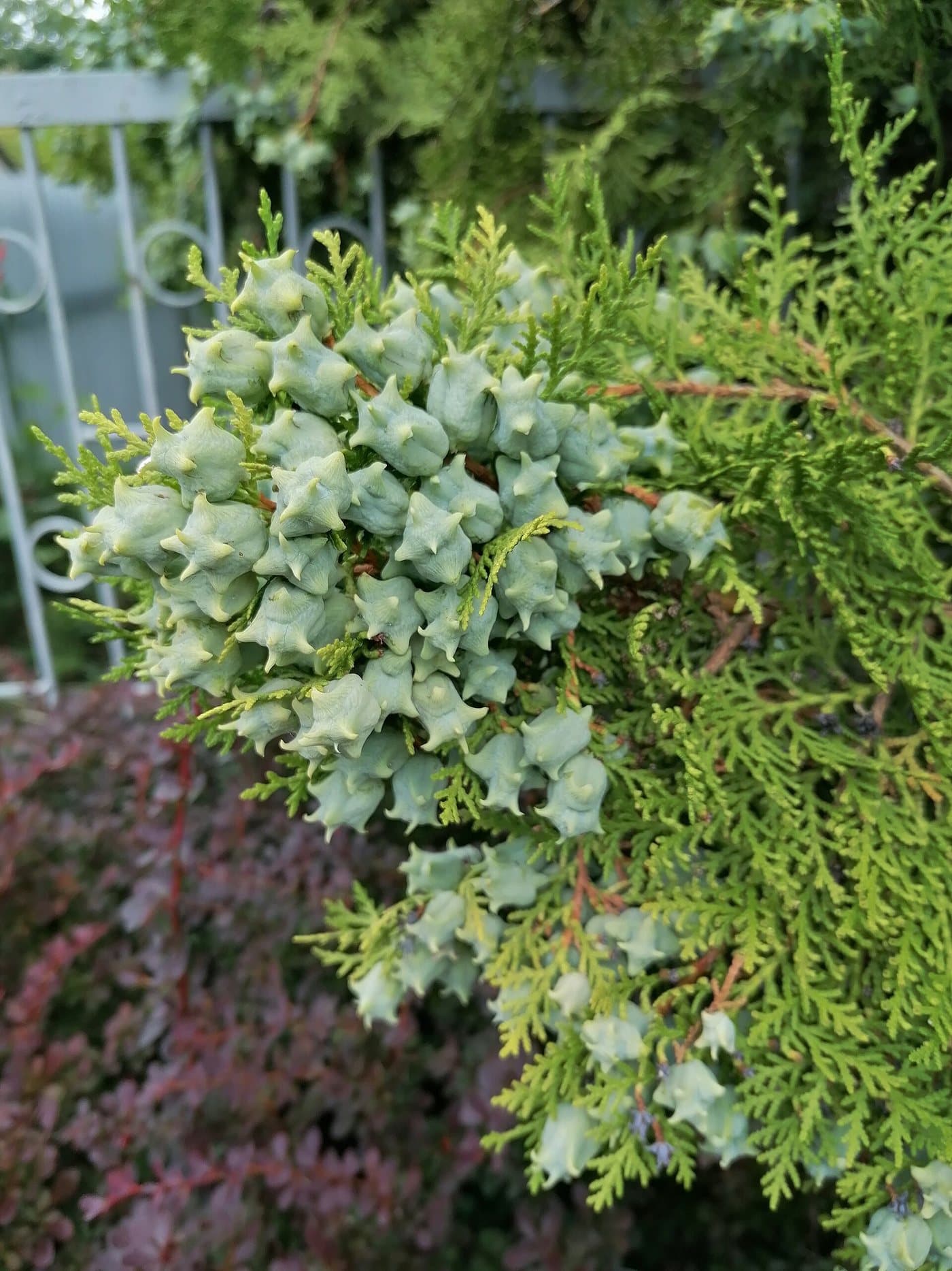 Foto van Levensboom (Thuja occidentalis)
