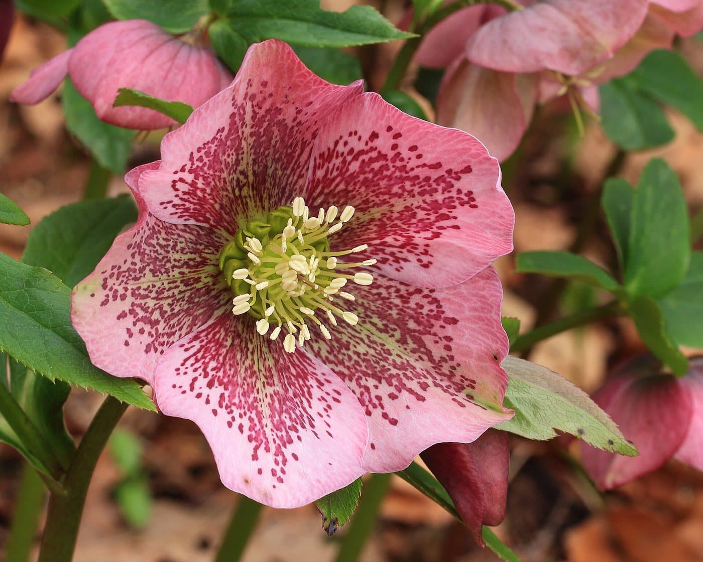 Foto van Nieskruid (Helleborus orientalis)