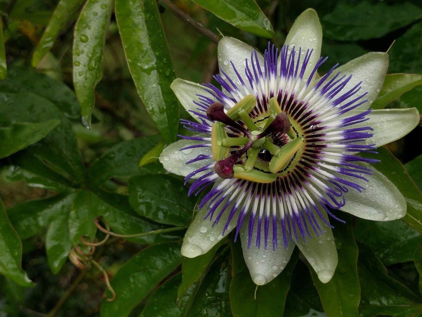 Foto van Passiebloem (Passiflora caerulea)