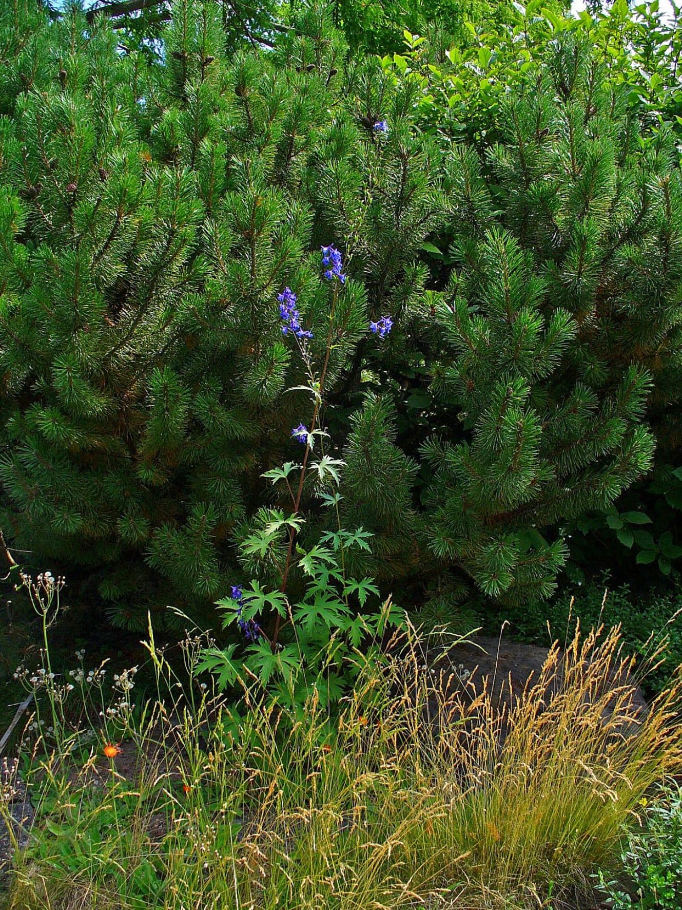 Foto van Ridderspoor (Delphinium elatum)