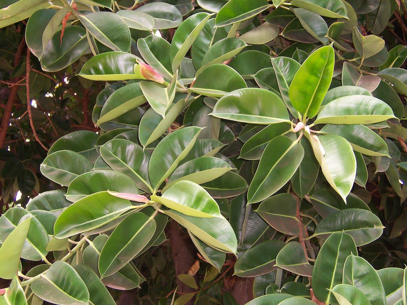 Foto van Rubberplant (Ficus elastica)