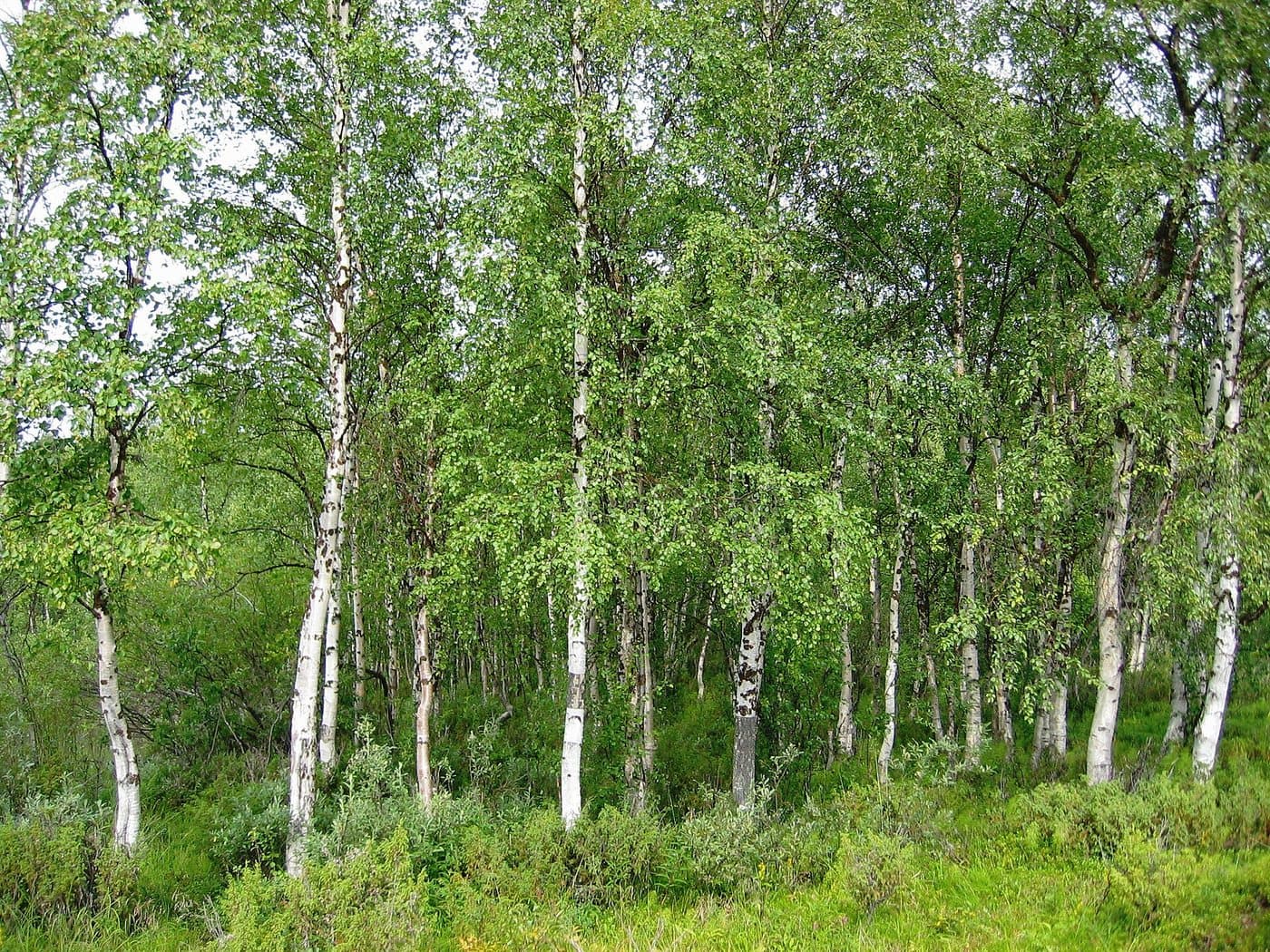 Foto van Ruwe berk (Betula pendula)